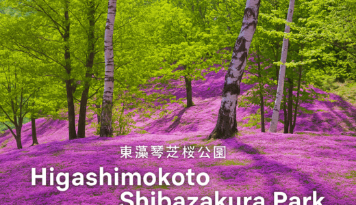 東藻琴芝桜公園で一面のピンクに感動！入園料・アクセス・楽しみ方を徹底解説